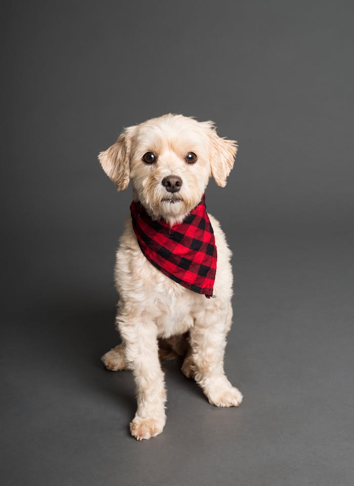 A cute white dog wearing a red checkered bandana, sitting in a studio setting.