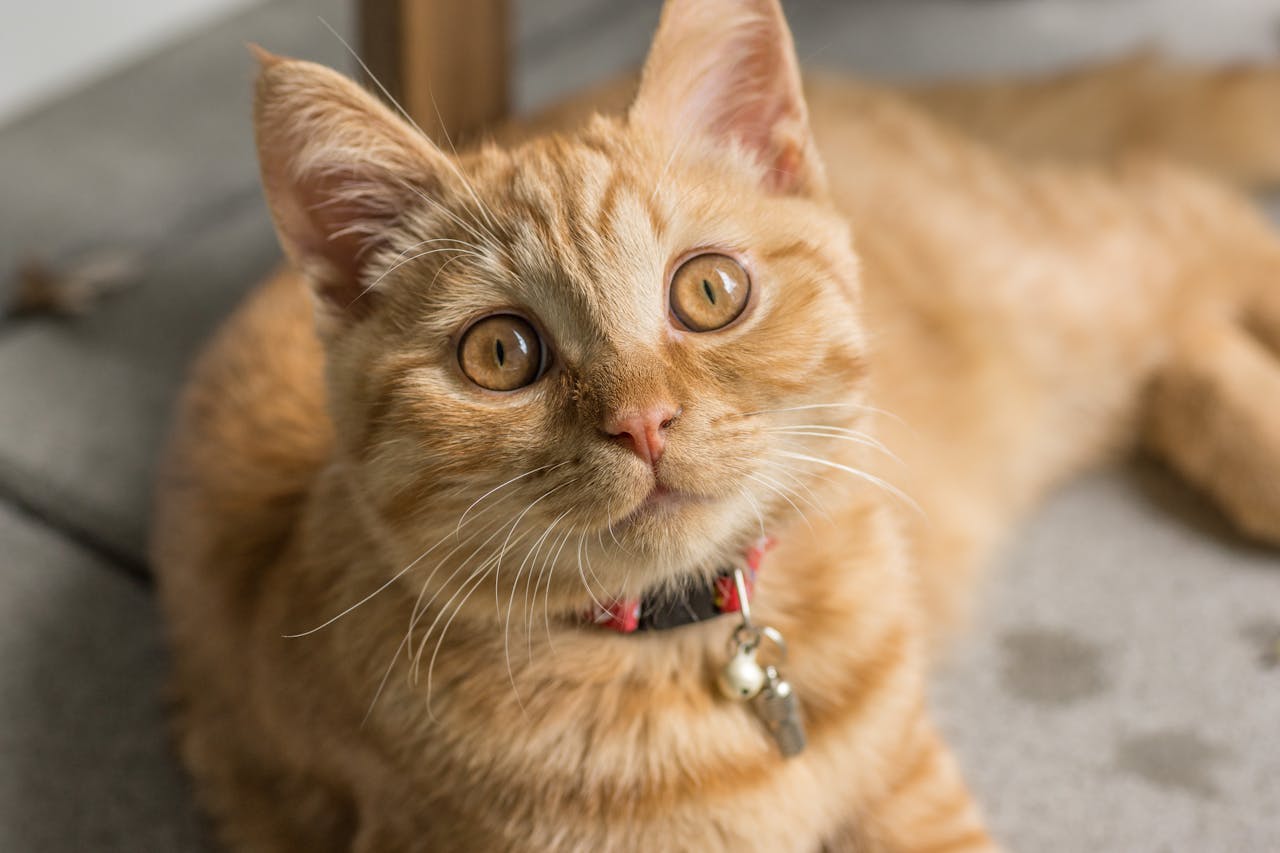 Charming orange tabby cat with bright eyes resting comfortably inside, showcasing its playful and curious nature.