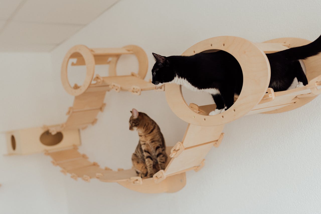 Two playful cats exploring an innovative indoor wooden climbing platform.