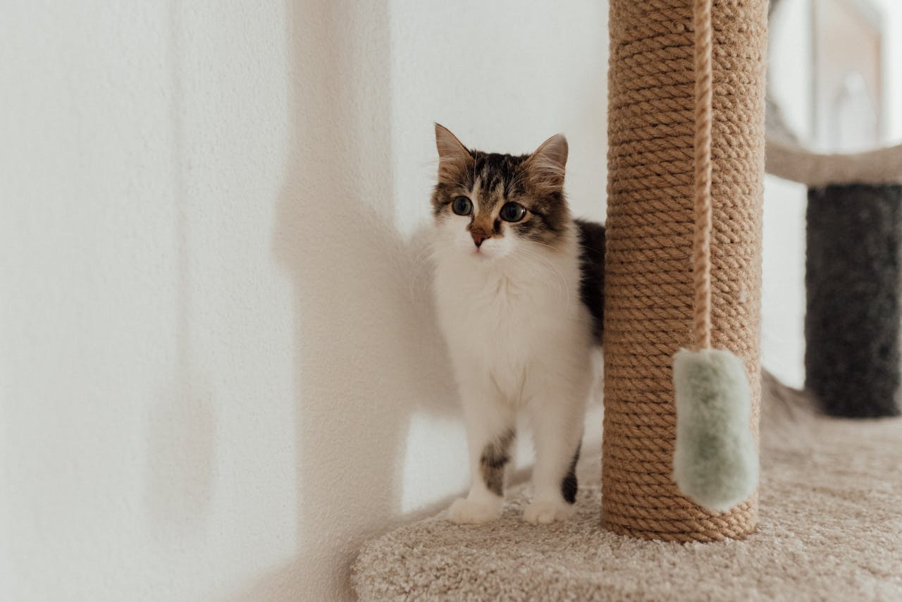 Adorable domestic cat standing beside a rope scratching post in a cozy indoor setting.
